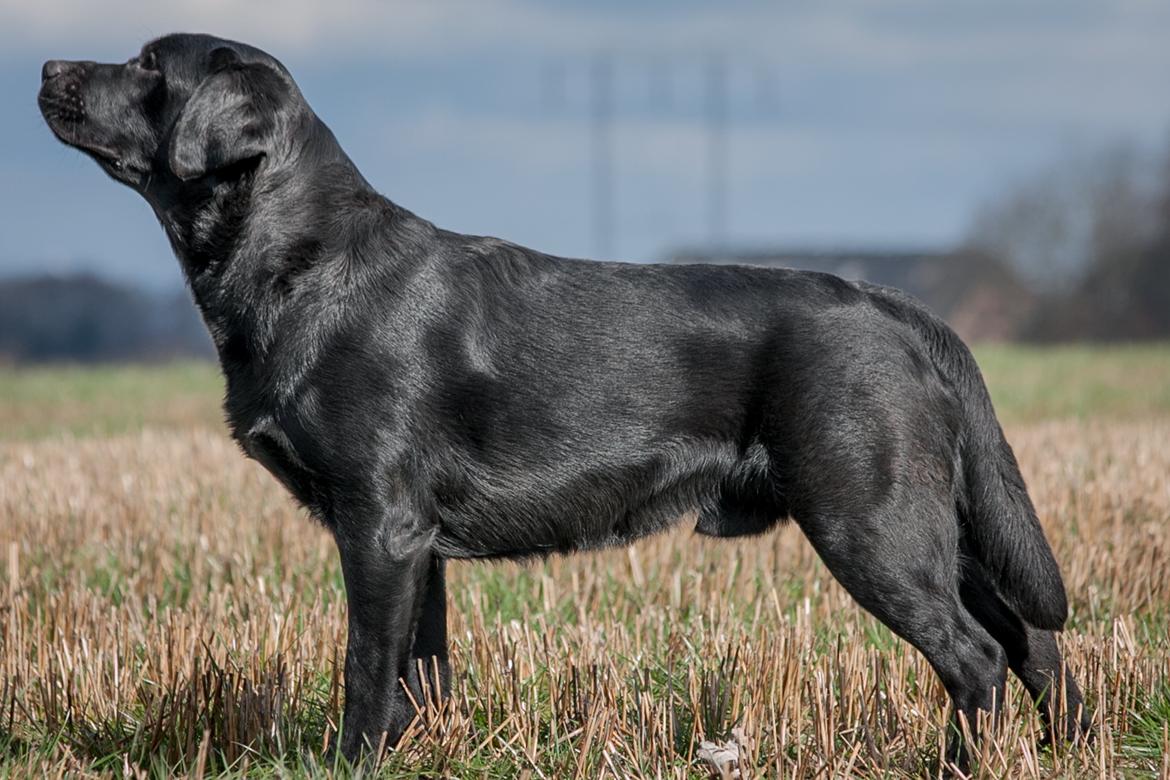 Labrador retriever Mochipappa's Bobby Mcferrin - 12 mdr billede 3