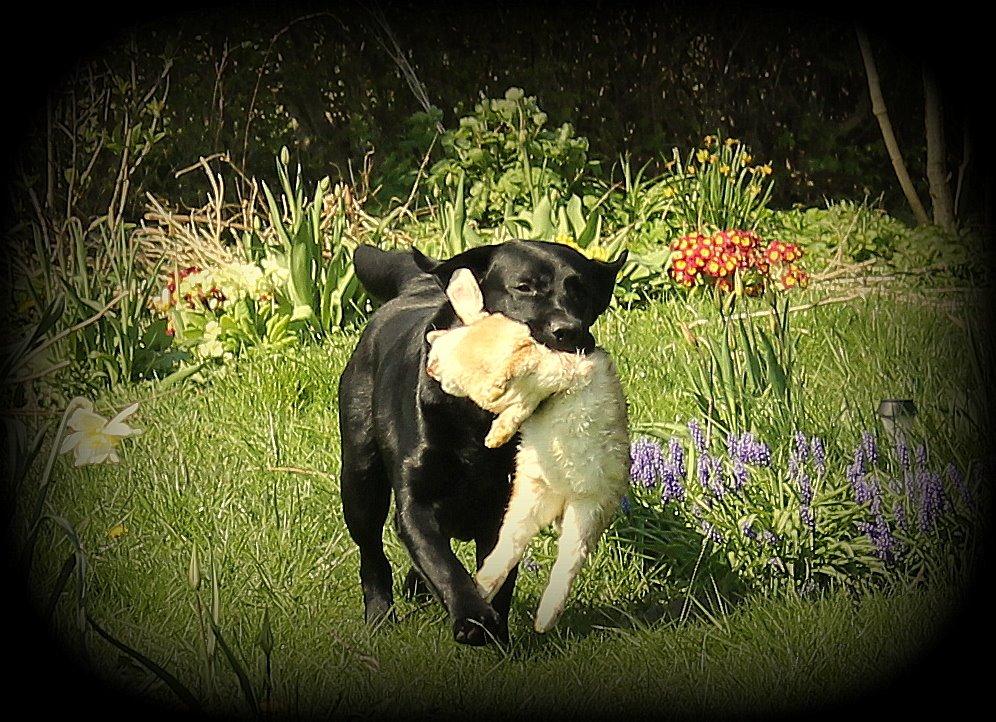 Labrador retriever Mochipappa's Bobby Mcferrin - 13 mdr billede 5