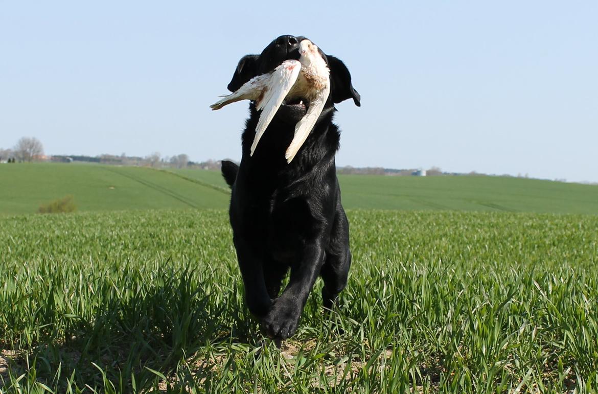 Labrador retriever Mochipappa's Bobby Mcferrin - 13 mdr billede 6