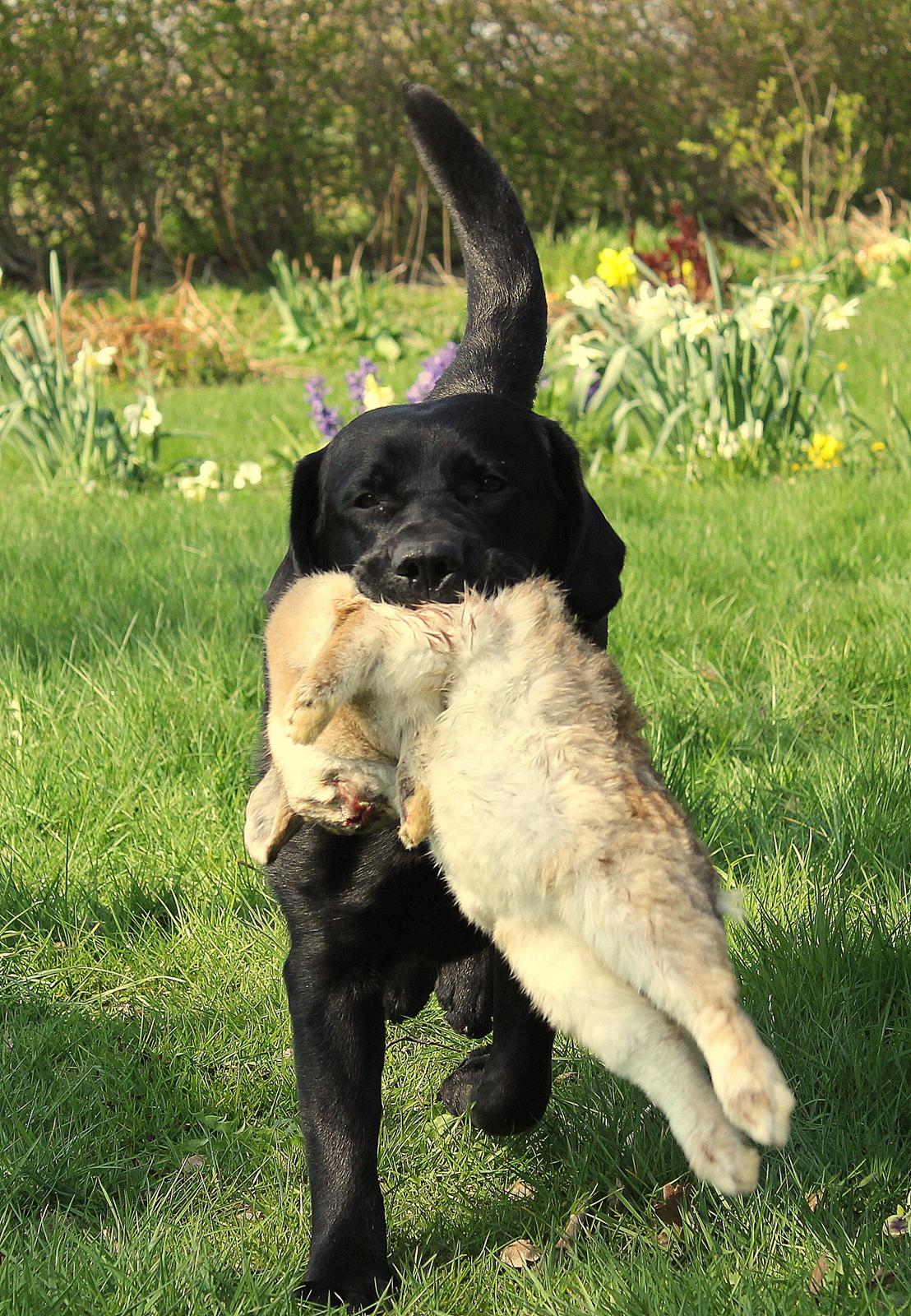 Labrador retriever Mochipappa's Bobby Mcferrin - 13 mdr billede 4