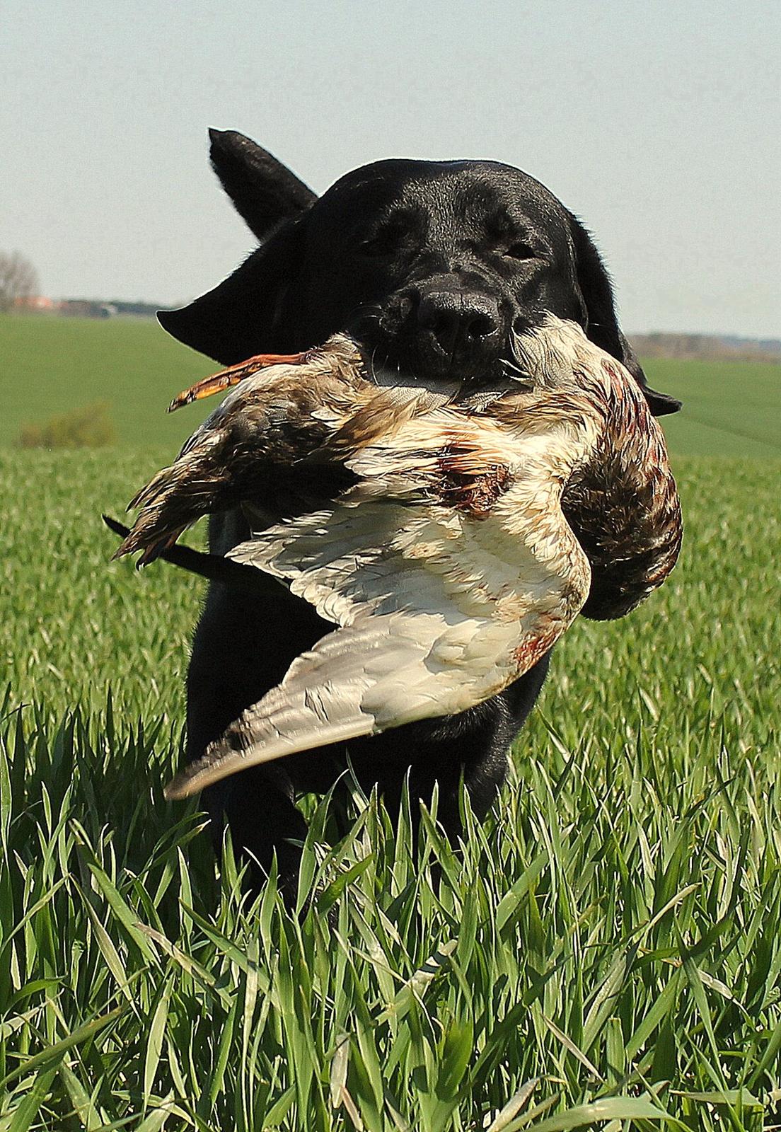 Labrador retriever Mochipappa's Bobby Mcferrin - 13 mdr billede 7