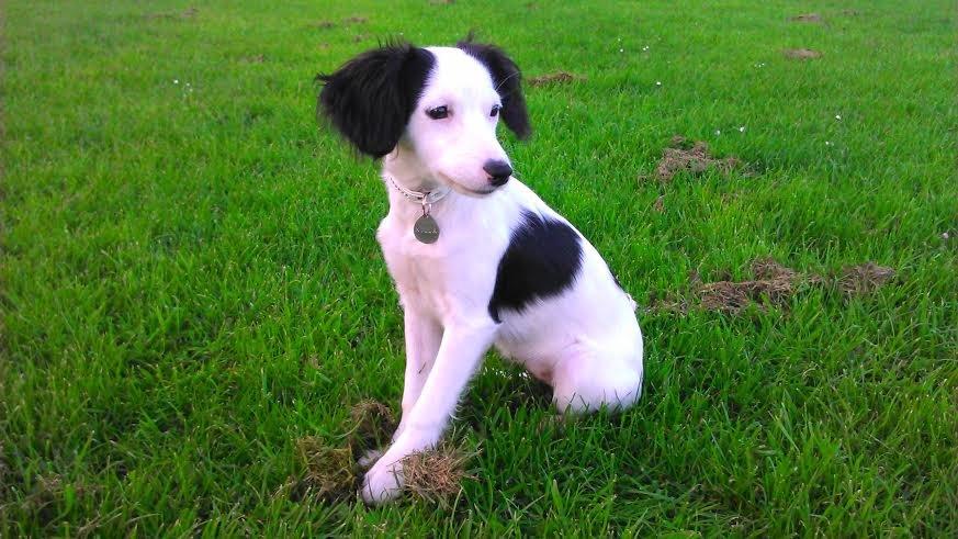 Blanding af racer Milla billede 1