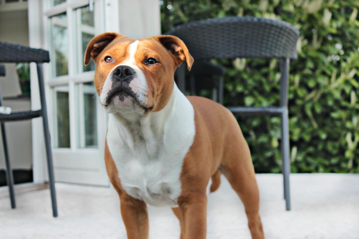 Staffordshire bull terrier Cedro *Himmelhund* Savner dig <3  billede 25