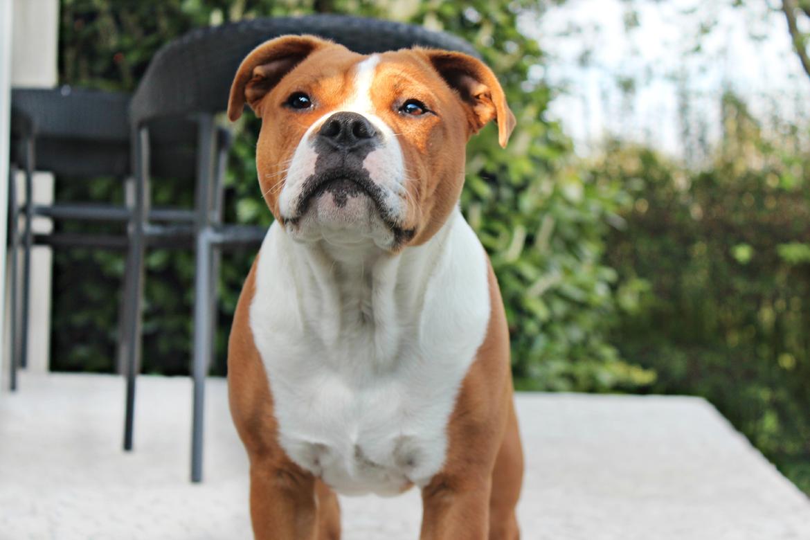 Staffordshire bull terrier Cedro *Himmelhund* Savner dig <3  billede 24