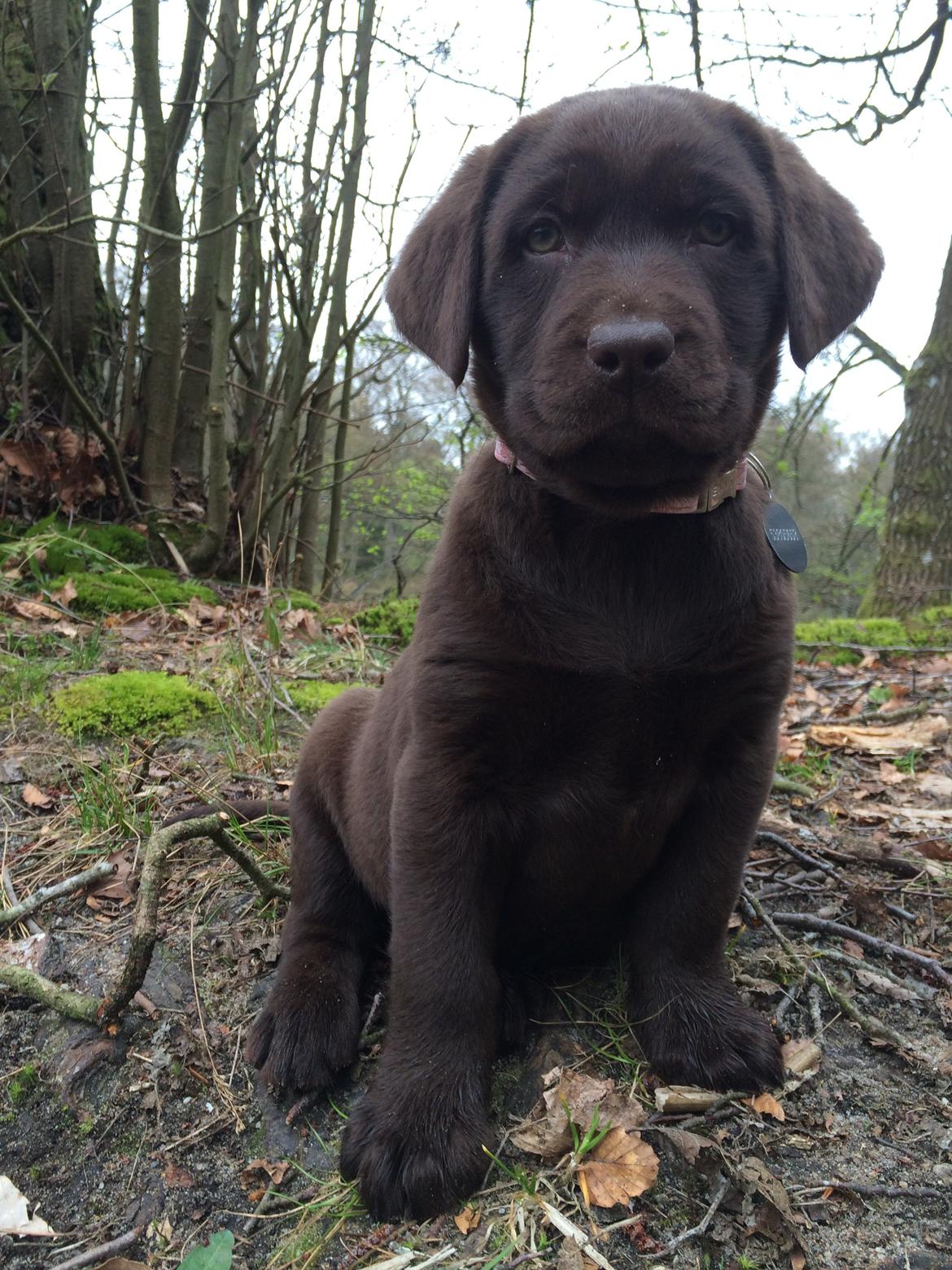 Labrador retriever Alba (R.I.P. 9/9-2016) billede 14