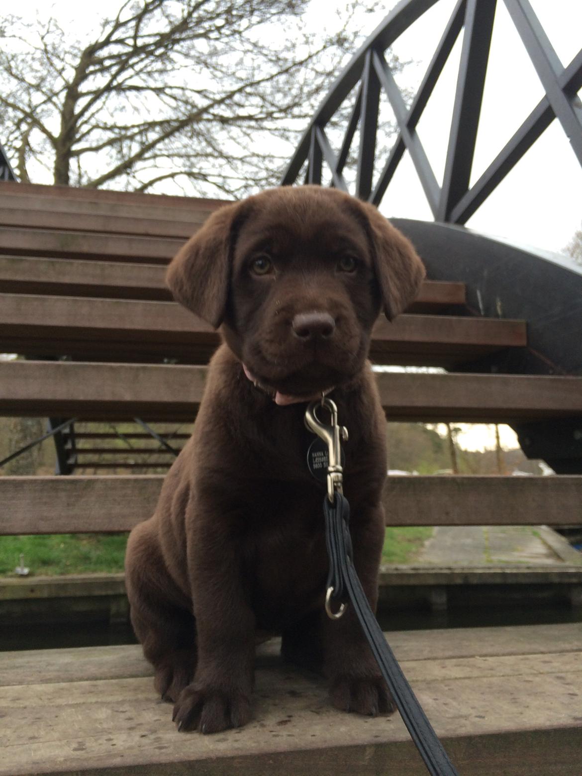 Labrador retriever Alba (R.I.P. 9/9-2016) billede 13