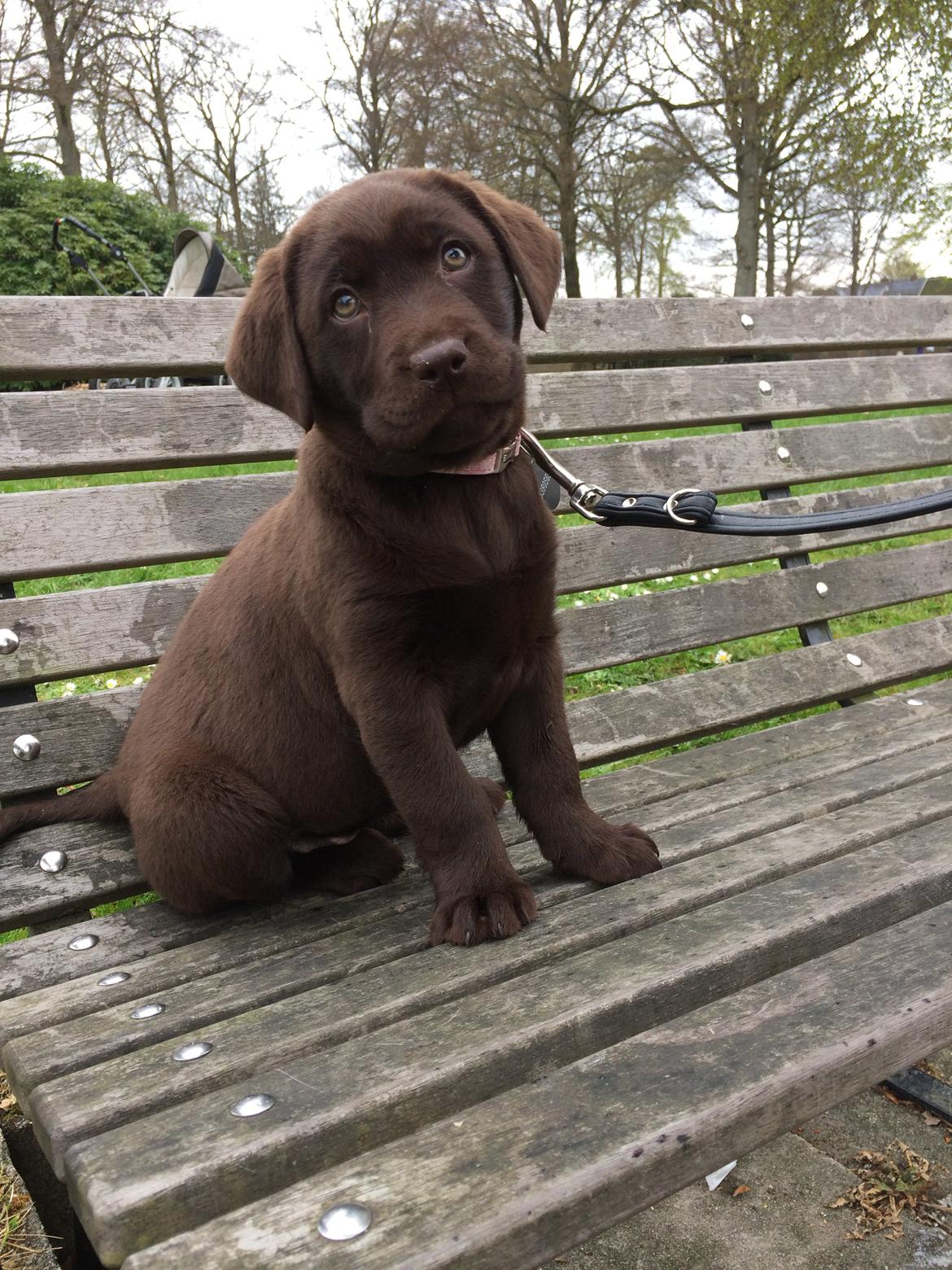 Labrador retriever Alba (R.I.P. 9/9-2016) billede 16