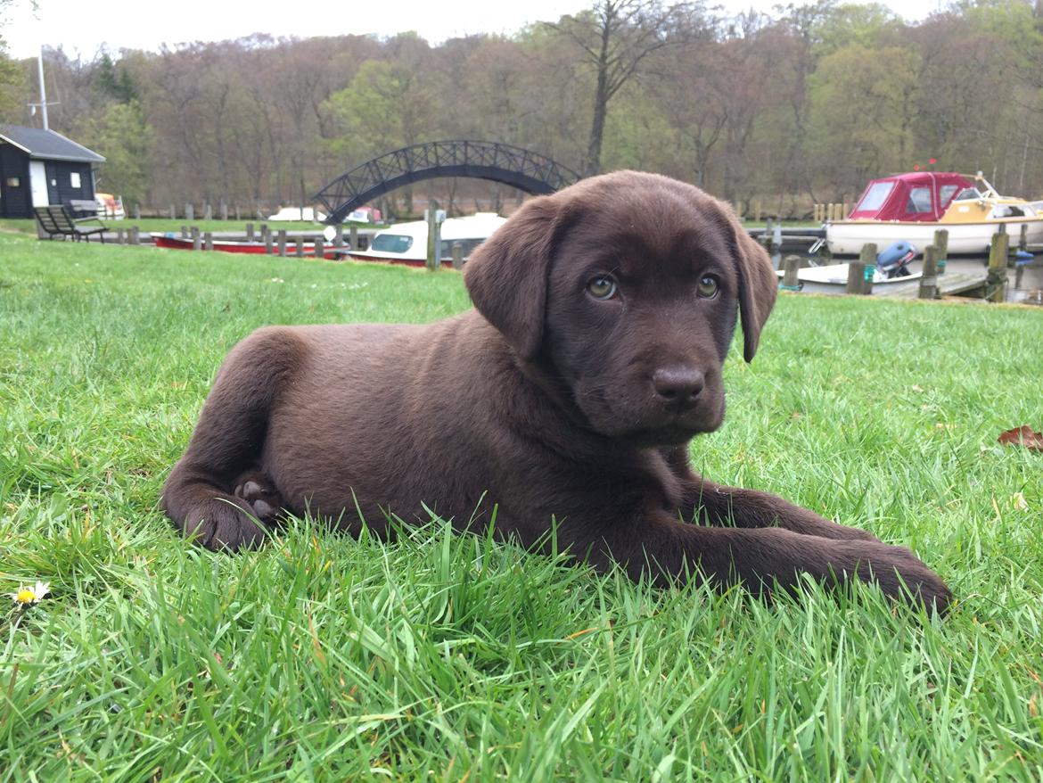 Labrador retriever Alba (R.I.P. 9/9-2016) billede 17