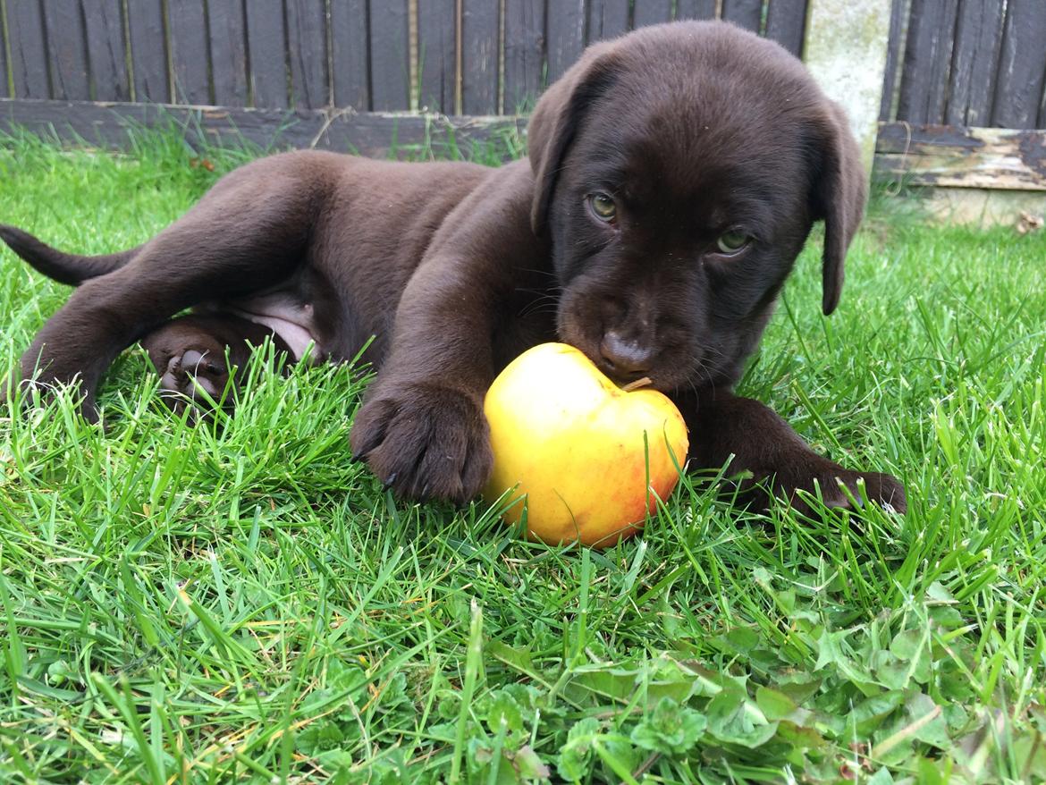 Labrador retriever Alba (R.I.P. 9/9-2016) billede 18