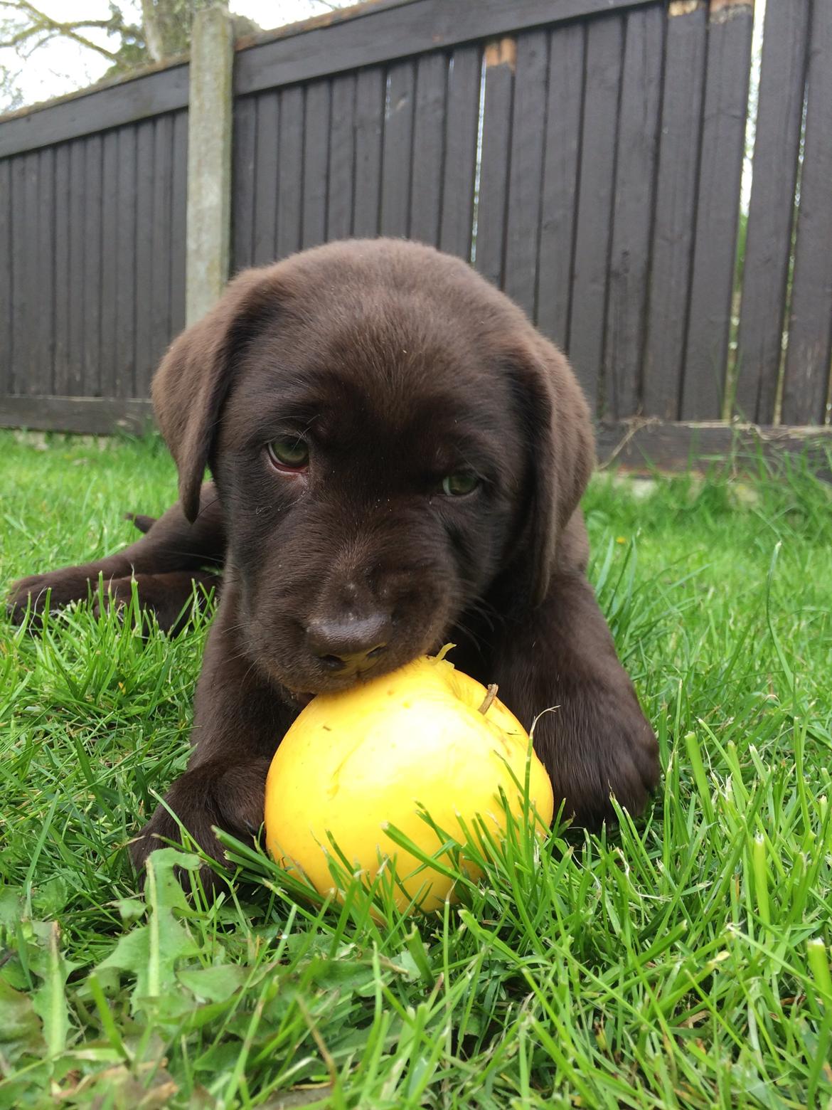 Labrador retriever Alba (R.I.P. 9/9-2016) billede 19