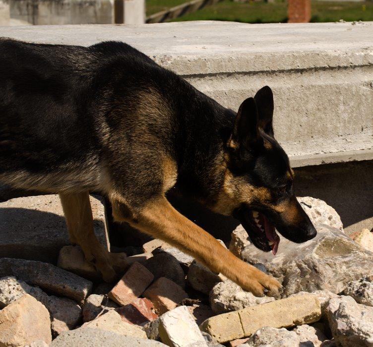 Schæferhund Juice 17/2-2011 - 7/9-2021 - 20 april 14  redningshundetræning billede 23