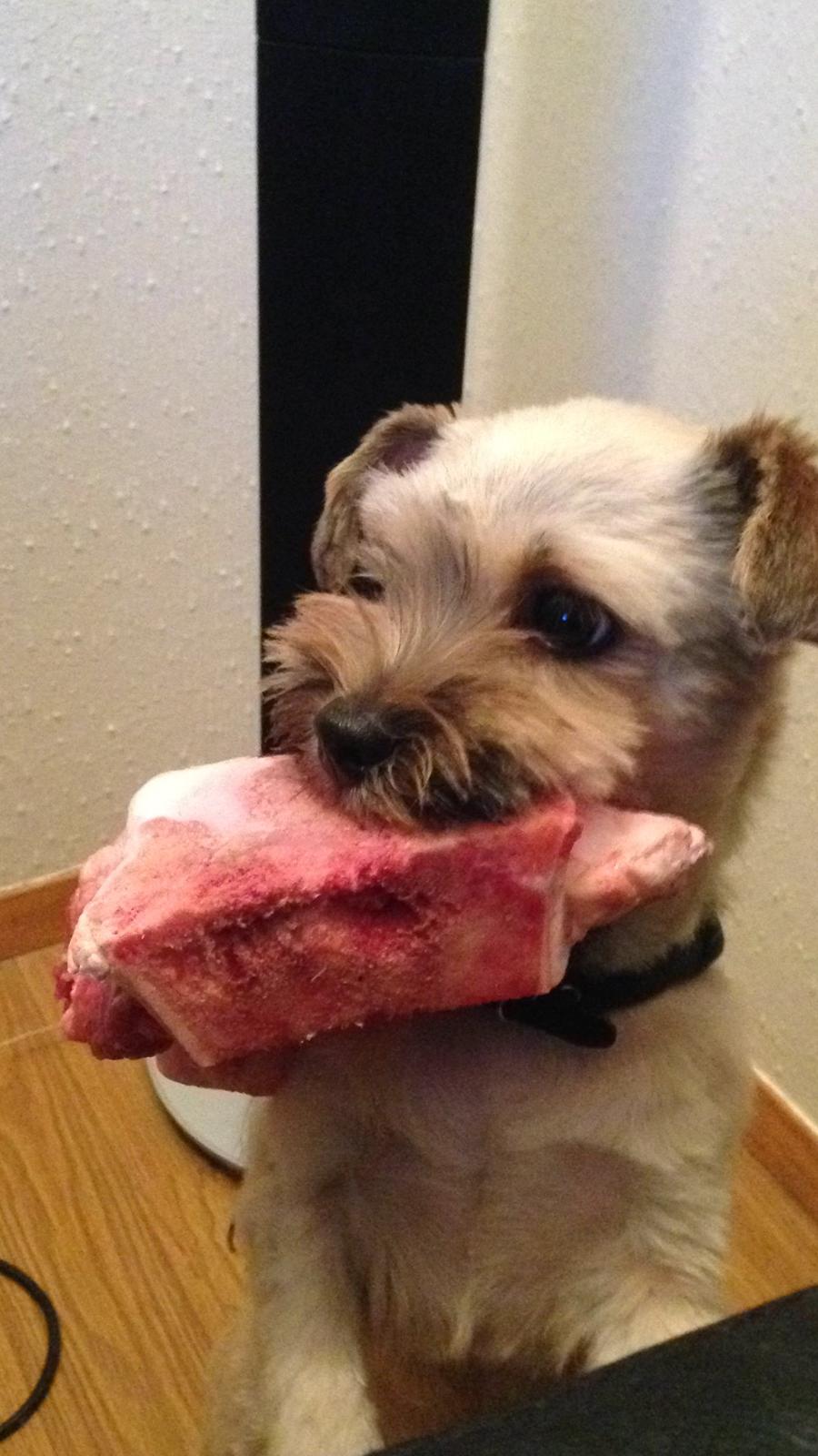 Blanding af racer Alto billede 2