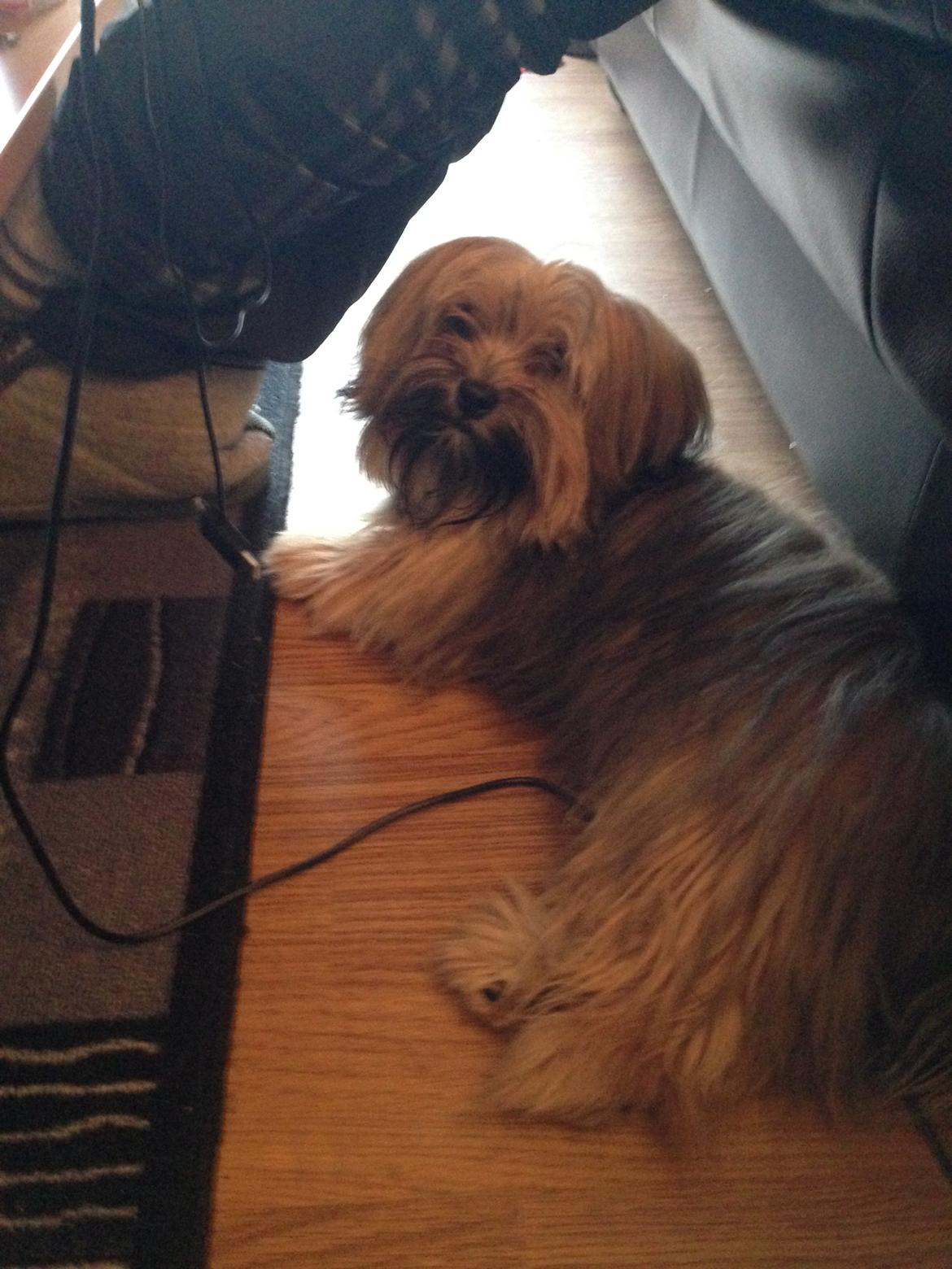 Blanding af racer Alto billede 3