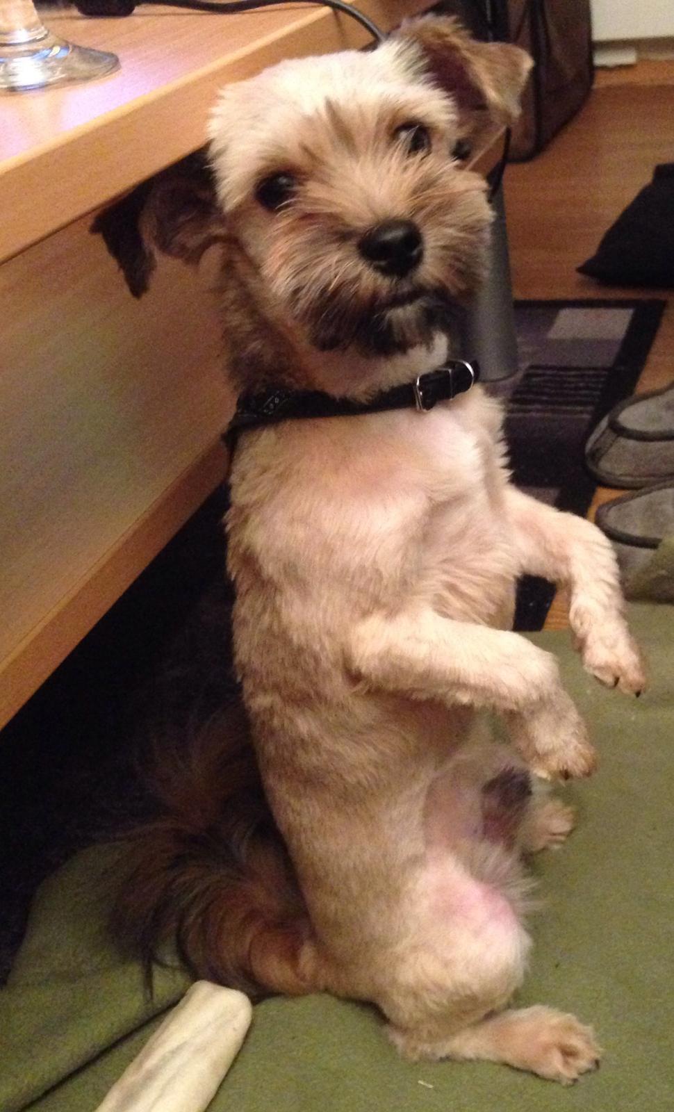 Blanding af racer Alto billede 4