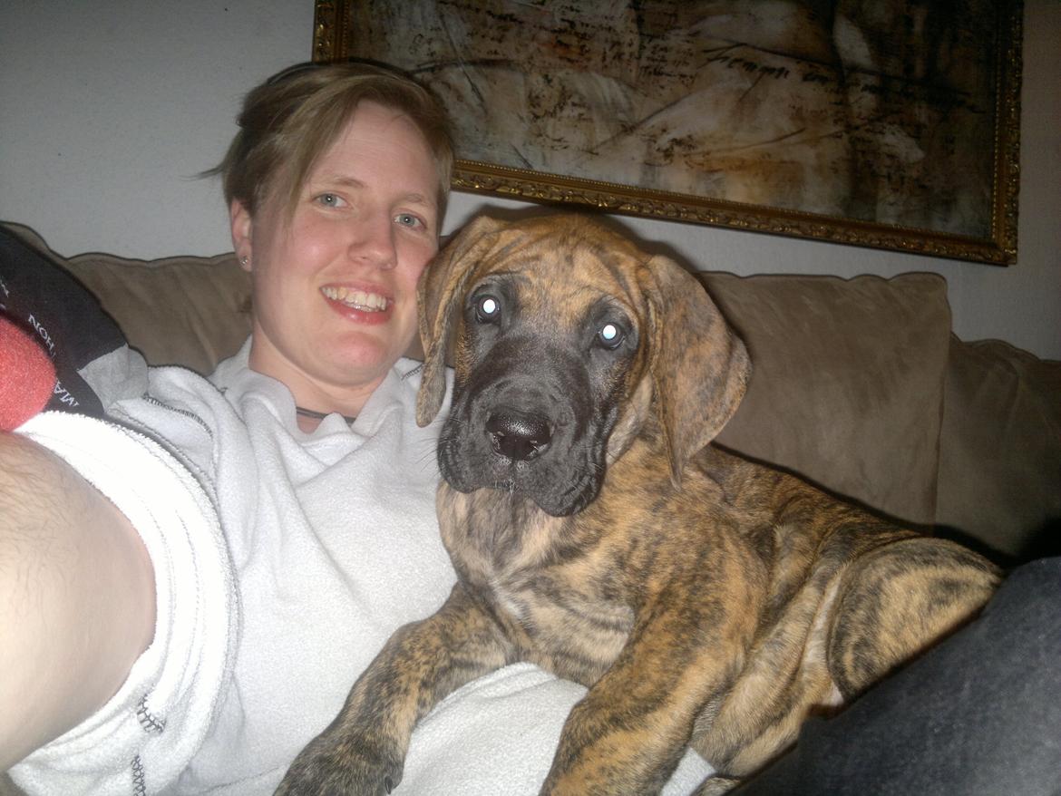 Grand danois Mini billede 2