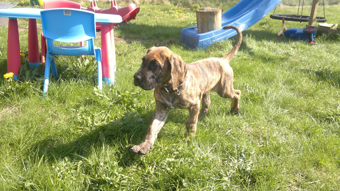 Grand danois Mini billede 4