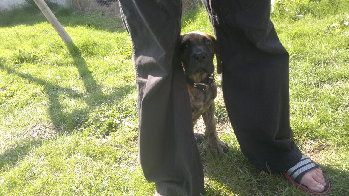 Grand danois Mini billede 5