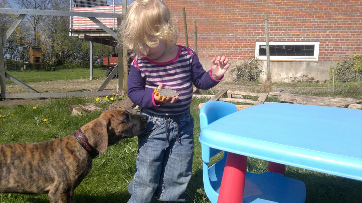 Grand danois Mini billede 6