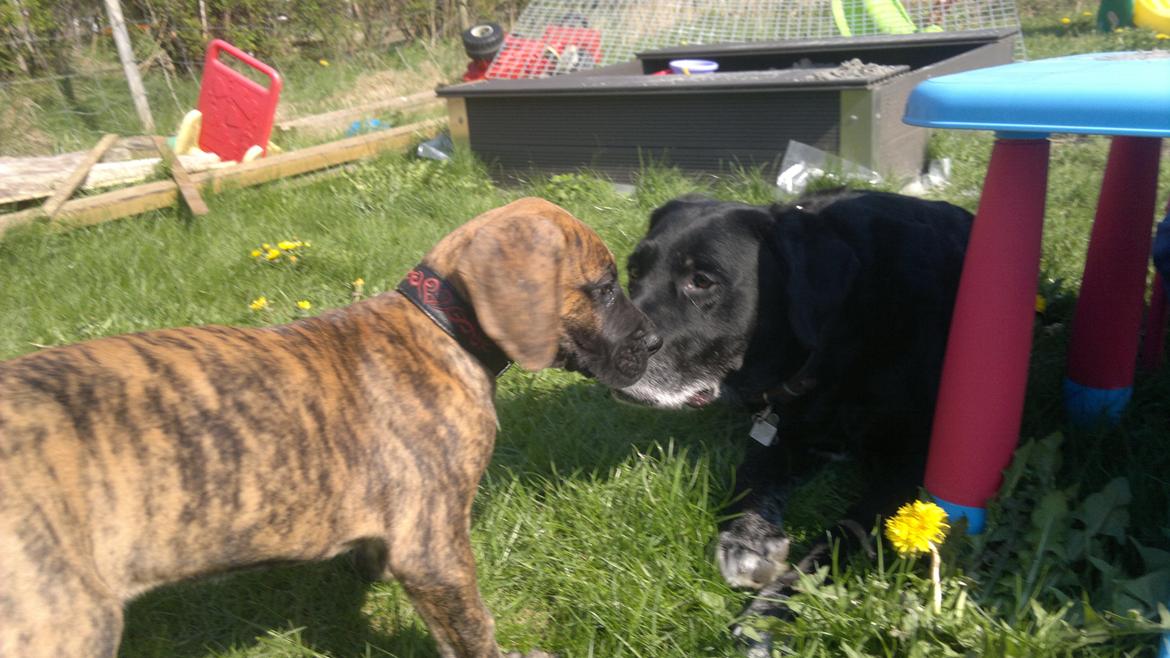 Grand danois Mini billede 7