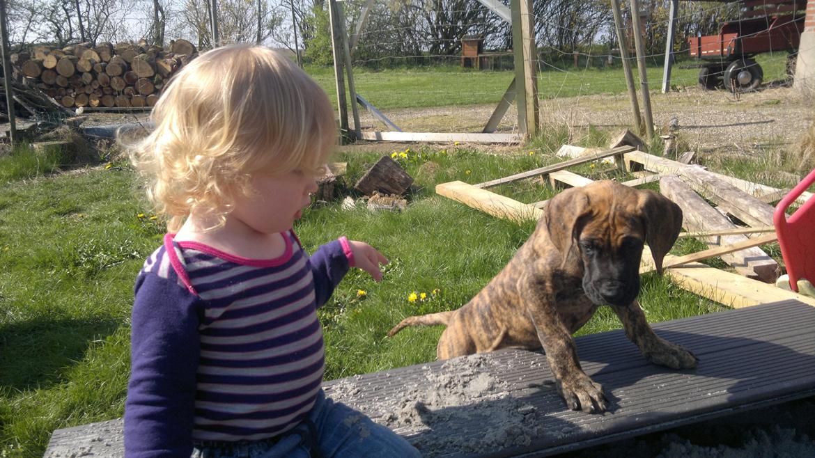 Grand danois Mini billede 8