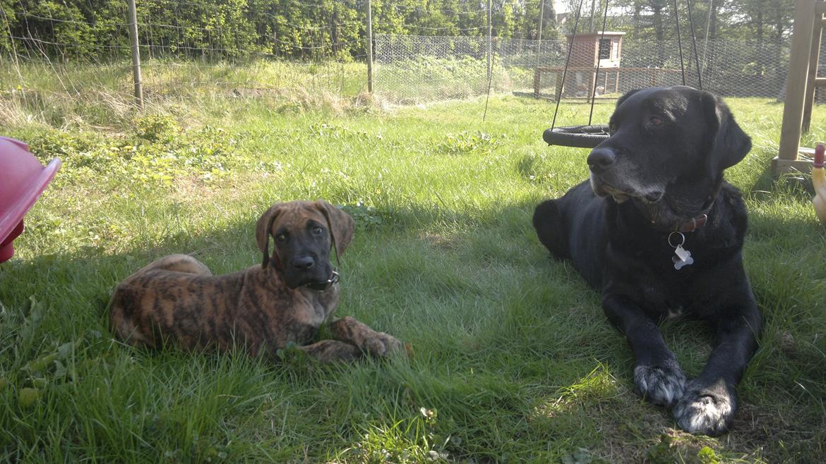 Grand danois Mini billede 9