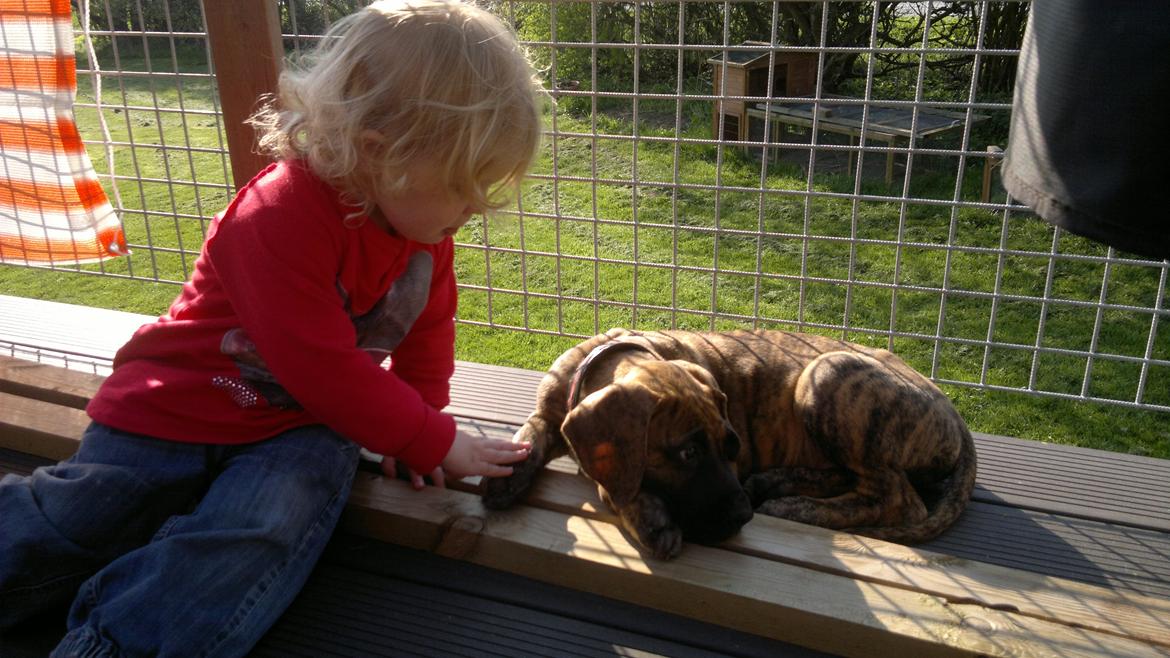 Grand danois Mini billede 11