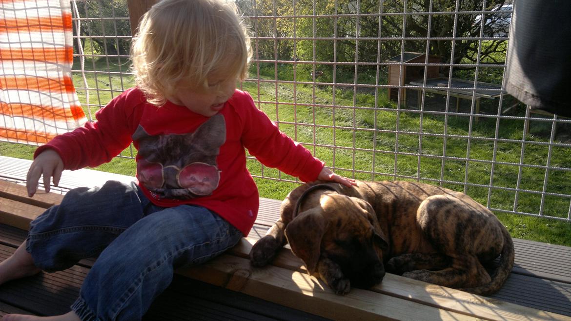 Grand danois Mini billede 12