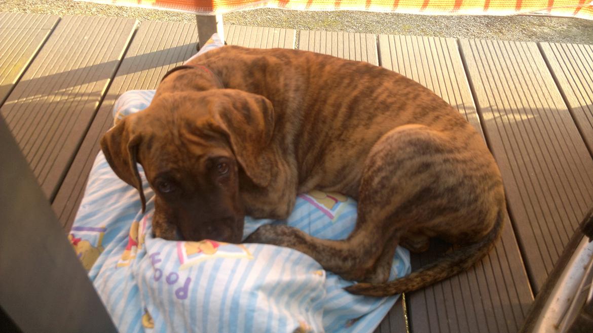 Grand danois Mini billede 13