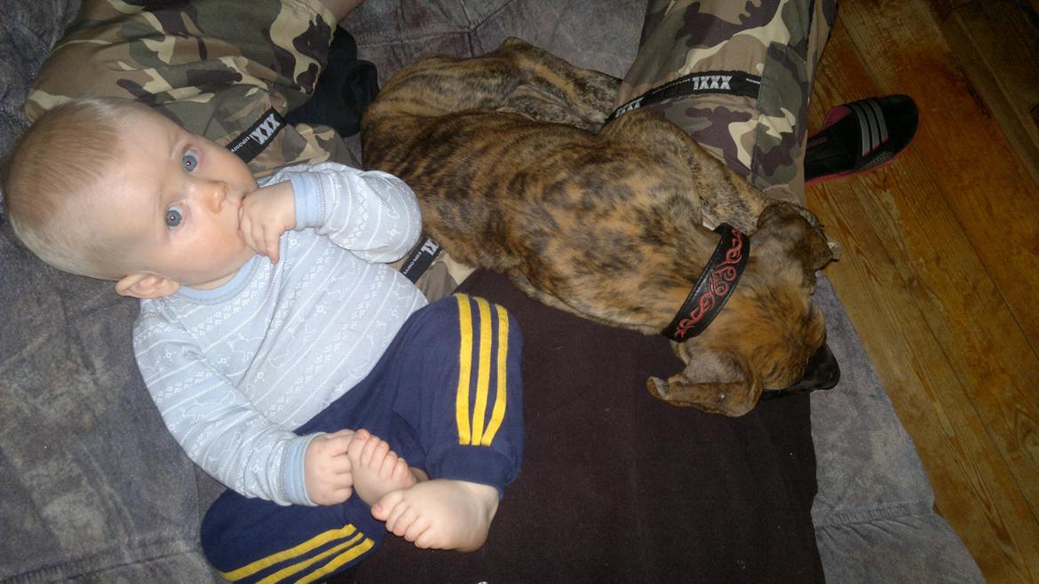 Grand danois Mini billede 14