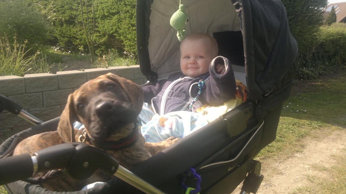 Grand danois Mini billede 16