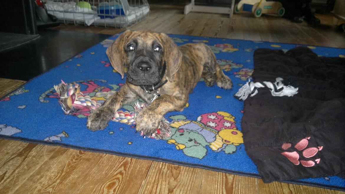 Grand danois Mini billede 17