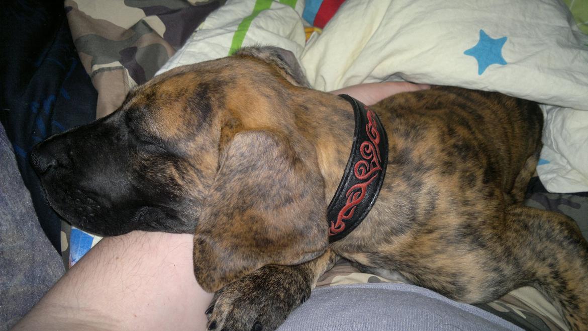 Grand danois Mini billede 18