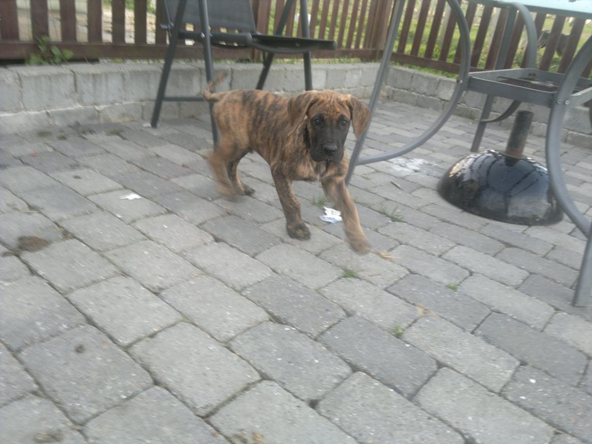 Grand danois Mini billede 1