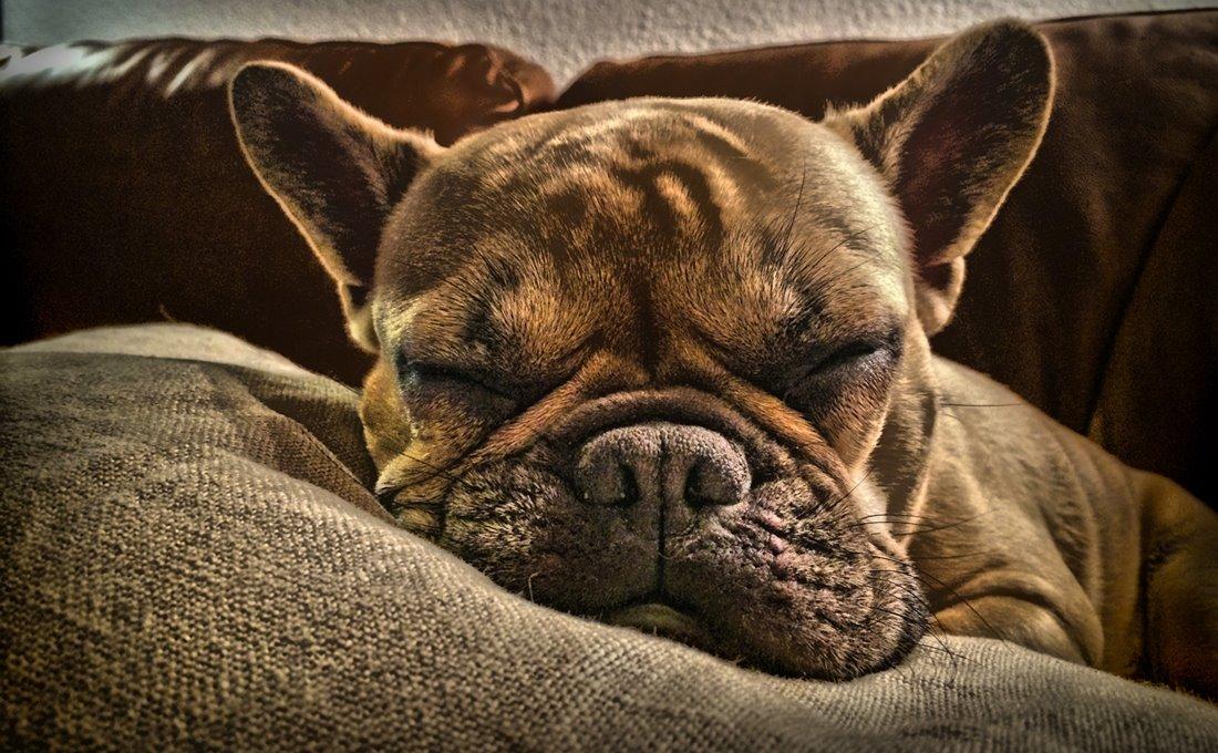 Fransk bulldog Diva billede 1