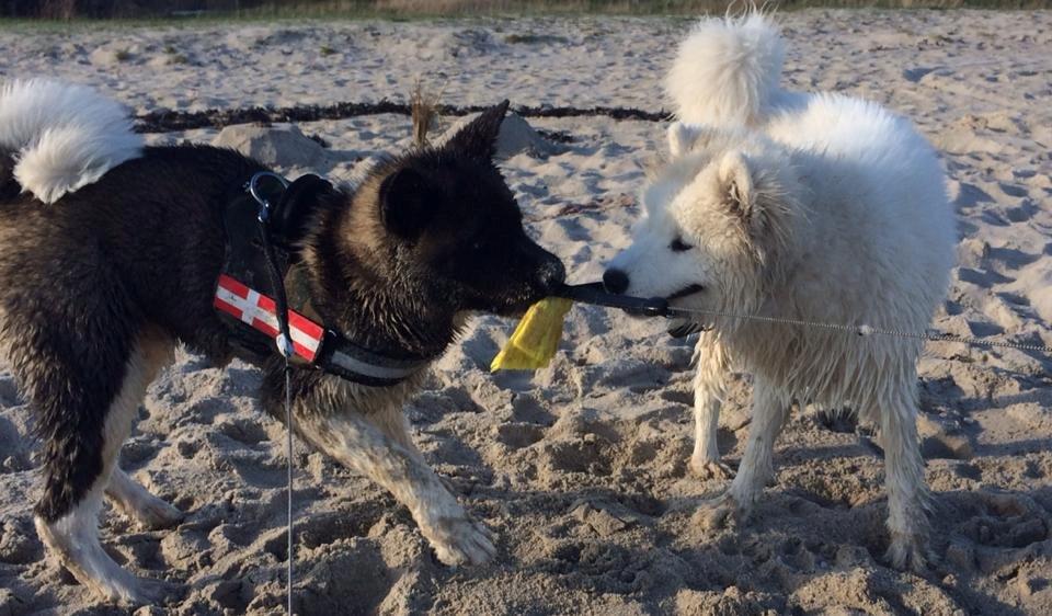 American Akita Boogie-Woogie De mandraka (Rocky) billede 4