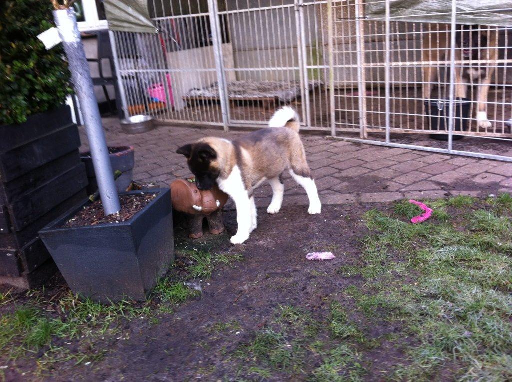 American Akita Boogie-Woogie De mandraka (Rocky) billede 5