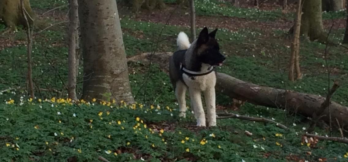 American Akita Boogie-Woogie De mandraka (Rocky) - rocky i hundeskoven 7 måneder billede 1