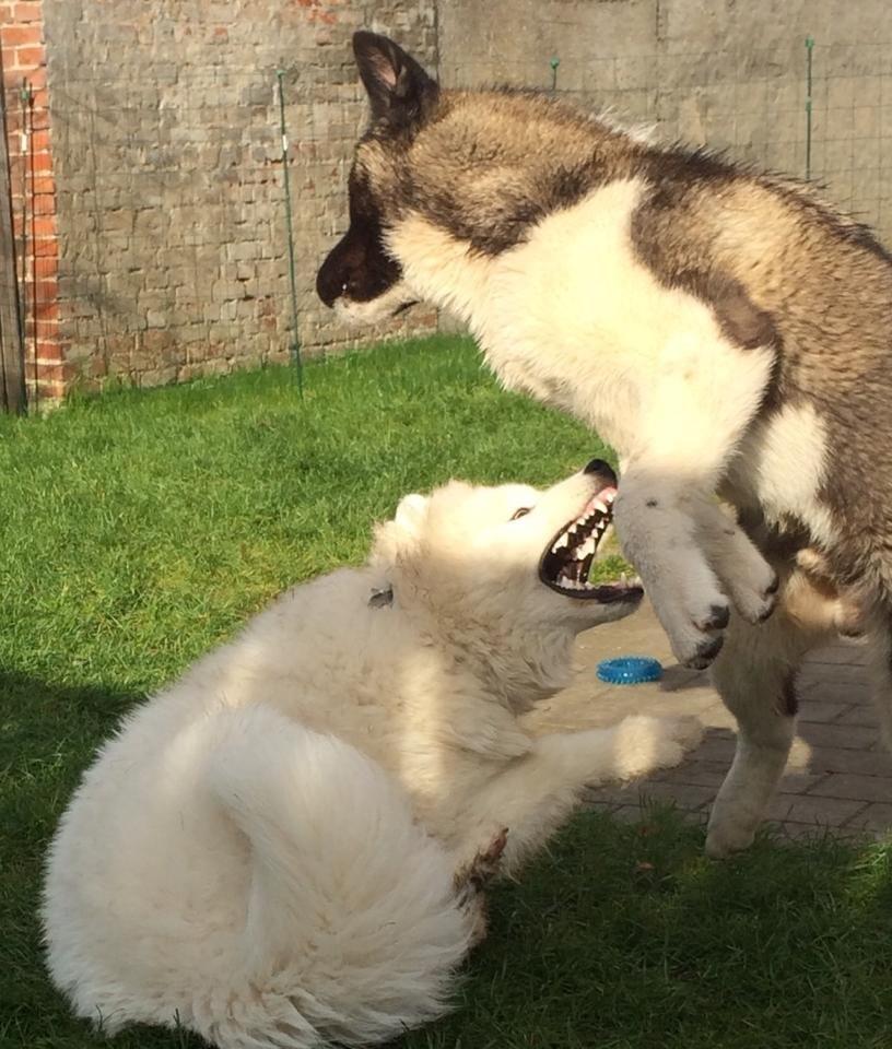 American Akita Boogie-Woogie De mandraka (Rocky) - rocky og hans bdste ven Ghost billede 2