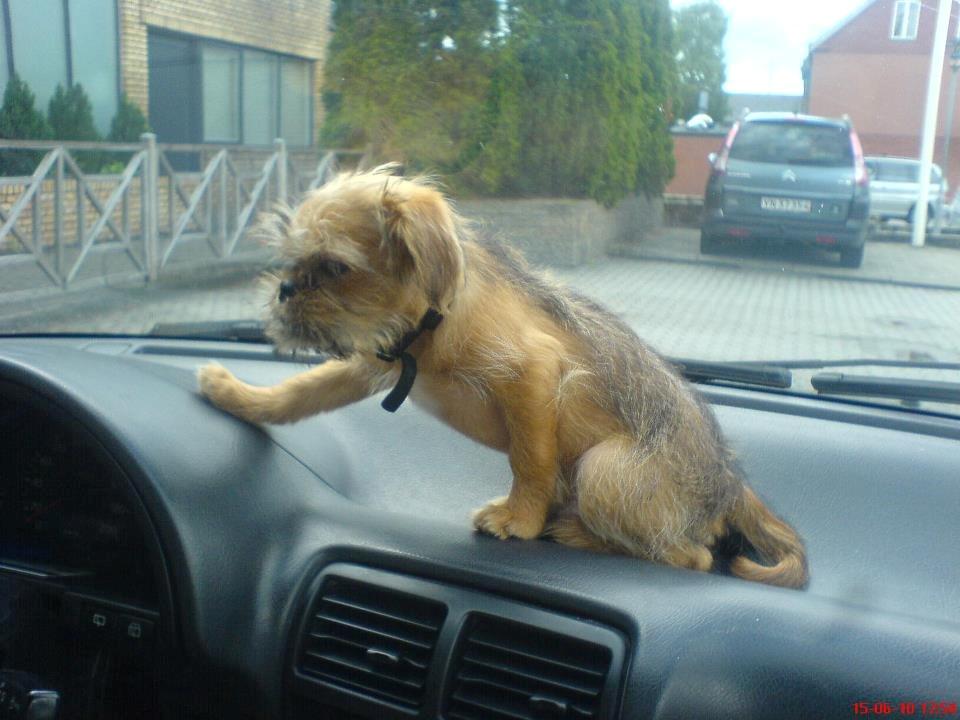 Blanding af racer Czapi billede 1