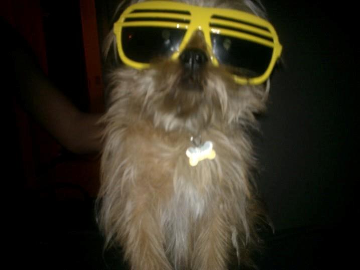 Blanding af racer Czapi billede 2