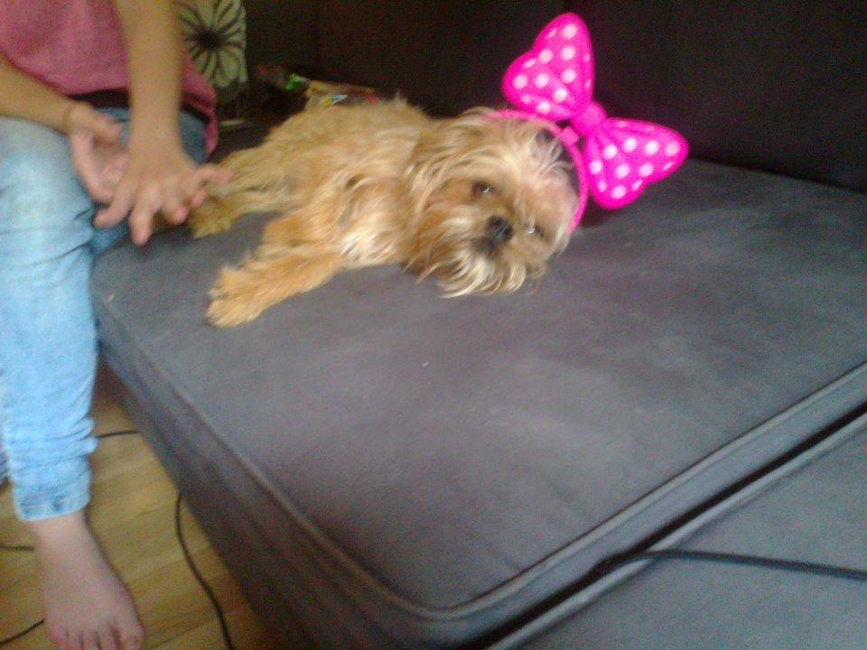 Blanding af racer Czapi billede 4