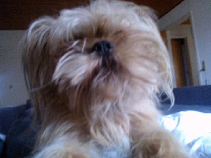 Blanding af racer Czapi billede 5