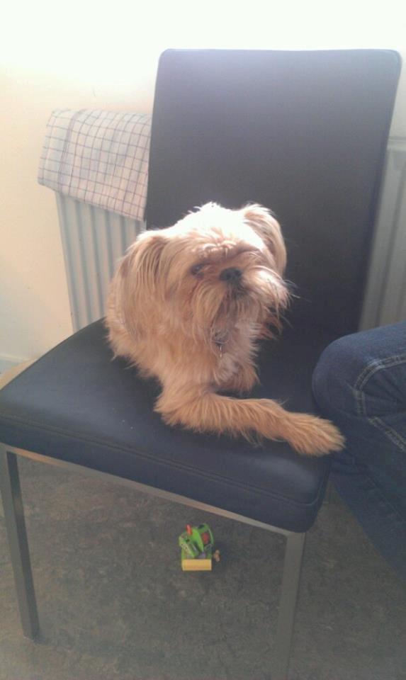 Blanding af racer Czapi billede 6