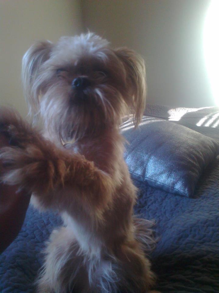 Blanding af racer Czapi billede 8