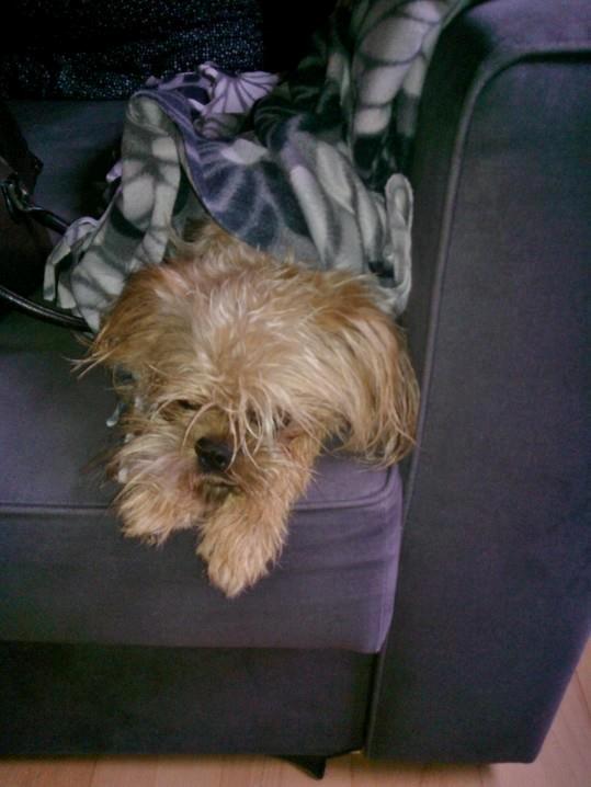 Blanding af racer Czapi billede 9