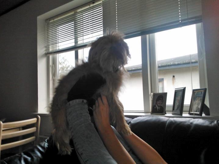 Blanding af racer Czapi billede 10