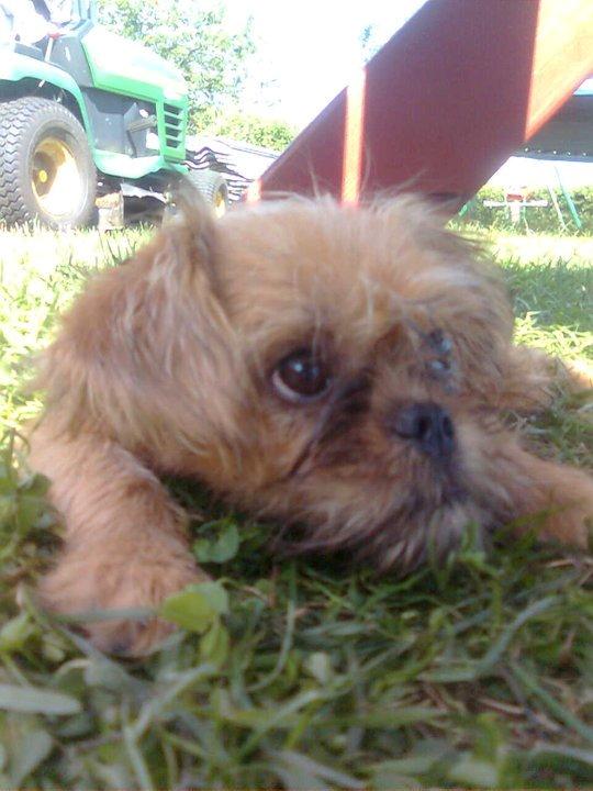 Blanding af racer Czapi billede 11