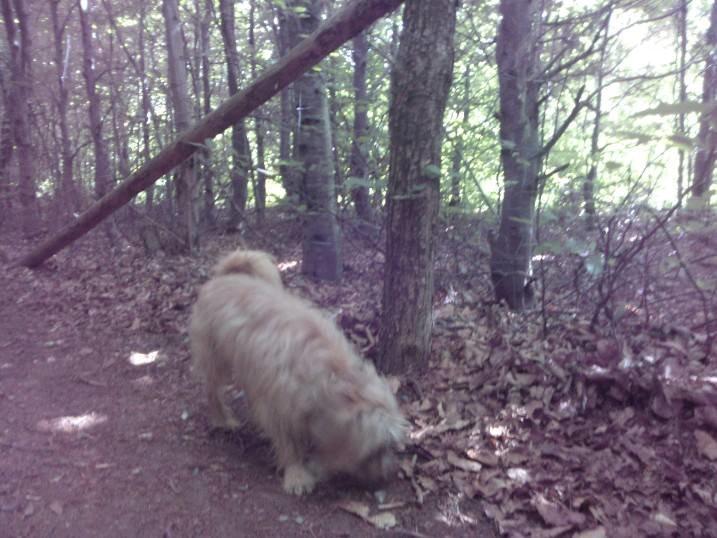 Blanding af racer Czapi billede 12