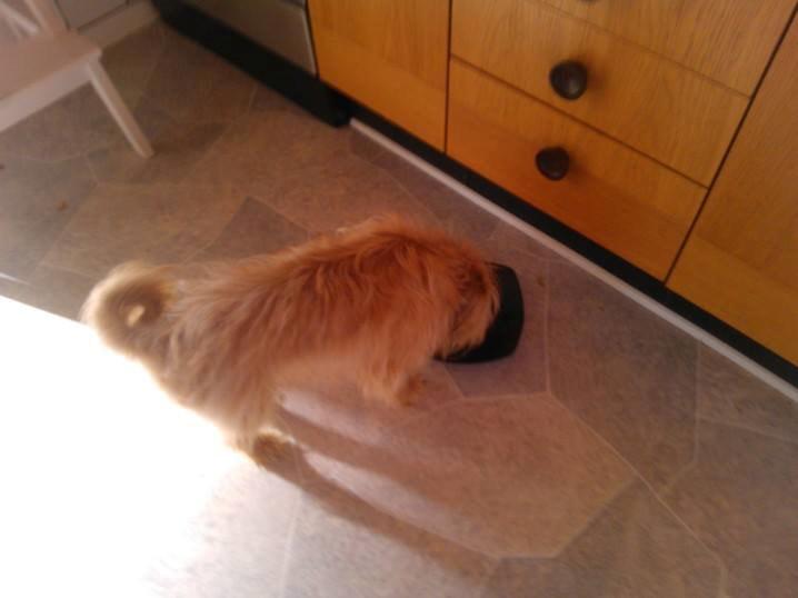 Blanding af racer Czapi billede 13