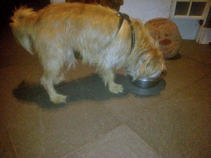 Blanding af racer Czapi billede 14